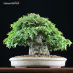 Acer Buergerianum - Kaede VENDUTO - immagine 11