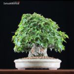 Acer Buergerianum - Kaede VENDUTO - immagine 12