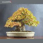 Acer Buergerianum - Kaede VENDUTO - immagine 8