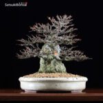 Acer Buergerianum - Kaede VENDUTO - immagine 3