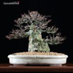 Acer Buergerianum - Kaede VENDUTO - immagine 4