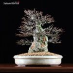 Acer Buergerianum - Kaede VENDUTO - immagine 5