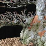 Acer Buergerianum - Kaede VENDUTO - immagine 7