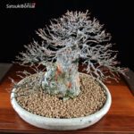 Acer Buergerianum - Kaede VENDUTO - immagine 6