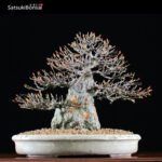 Acer Buergerianum - Kaede VENDUTO - immagine 2