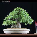 Acer Buergerianum - Kaede VENDUTO - immagine 9