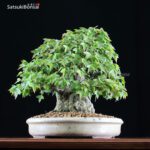 Acer Buergerianum - Kaede VENDUTO - immagine 10