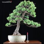 Pino Pentaphilla Goyomatsu VENDUTO