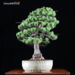 Pino Pentaphilla Goyomatsu VENDUTO - immagine 2