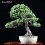 Pino Pentaphilla Goyomatsu VENDUTO - immagine 3