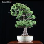 Pino Pentaphilla Goyomatsu VENDUTO - immagine 4