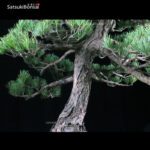 Pino Pentaphilla Goyomatsu VENDUTO - immagine 5