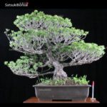 Pino Pentaphilla Goyomatsu  VENDUTO