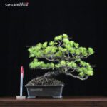 Pino Pentaphilla Goyomatsu  VENDUTO