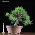 Kuromatsu kifu  VENDUTO