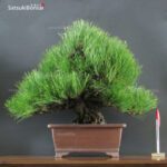 Kuromatsu kifu  VENDUTO