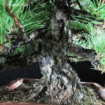 Kuromatsu kifu  VENDUTO - immagine 2