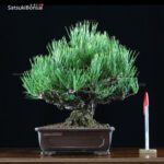 Kuromatsu shohin  VENDUTO