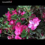 Azalea Satsuki KOBAI  VENDUTO - immagine 3