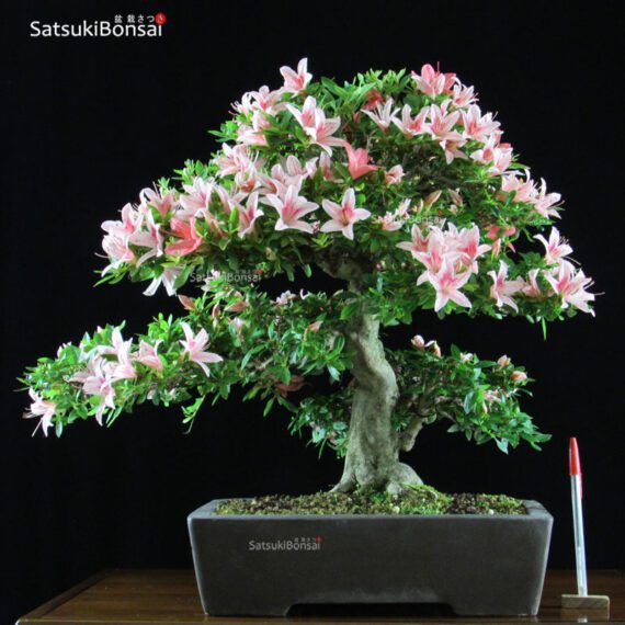 Azalea Satsuki Var. BENIZURU VENDUTO