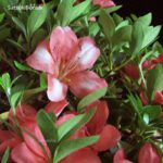 Azalea Satsuki YATA-NO-KAGAMI  VENDUTO - immagine 6