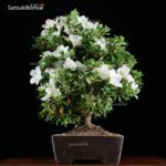 Azalea Satsuki HAKATA JIRO  VENDUTO - immagine 2