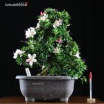 Azalea Satsuki Var. KOMEI  VENDUTO