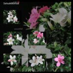 Azalea Satsuki Var. KOMEI  VENDUTO - immagine 2