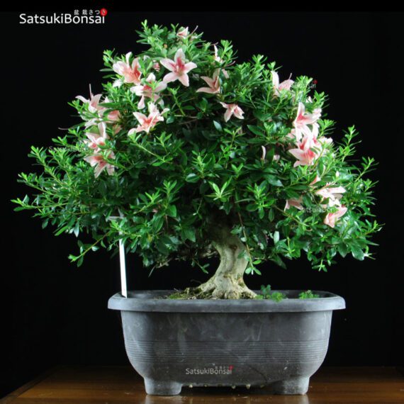 Azalea Satsuki Var. BENIZURU  VENDUTO