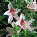 Azalea Satsuki Var. BENIZURU  VENDUTO - immagine 2