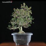 Azalea Satsuki Var. BENIZURU  VENDUTO - immagine 5