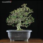 Azalea Satsuki Var. BENIZURU  VENDUTO - immagine 6