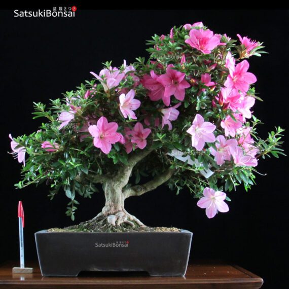 Azalea Satsuki NASUNO  VENDUTO