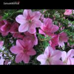 Azalea Satsuki NASUNO  VENDUTO - immagine 5