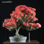 Azalea Satsuki BENI-KO-BOSHI VENDUTO