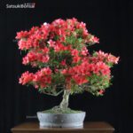 Azalea Satsuki BENI-KO-BOSHI VENDUTO - immagine 2