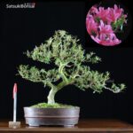 Azalea Satsuki Var. KORIN  VENDUTO