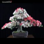 Azalea Satsuki HEKISUI VENDUTO