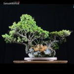 Pino Pentaphilla Goyomatsu Zuisho  VENDUTO