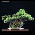 Pino Pentaphilla Goyomatsu Zuisho  VENDUTO - immagine 3