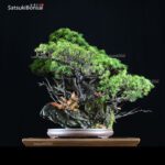 Pino Pentaphilla Goyomatsu Zuisho  VENDUTO - immagine 4