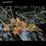 Pino Pentaphilla Goyomatsu Zuisho  VENDUTO - immagine 5