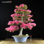 Azalea Satsuki Var. KORIN VENDUTO