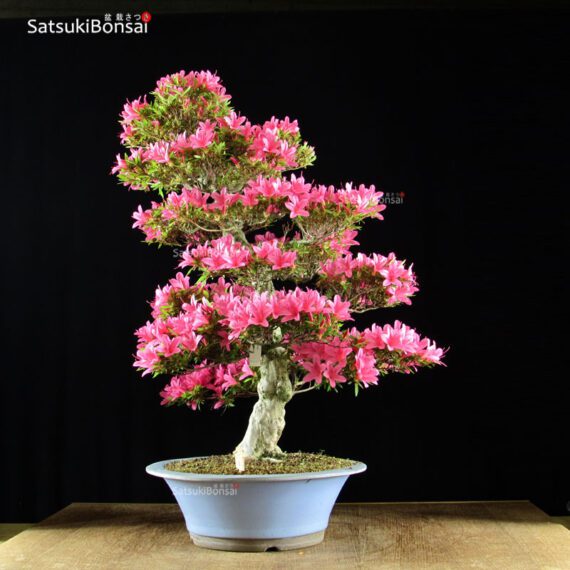 Azalea Satsuki Var. KORIN VENDUTO - immagine 5