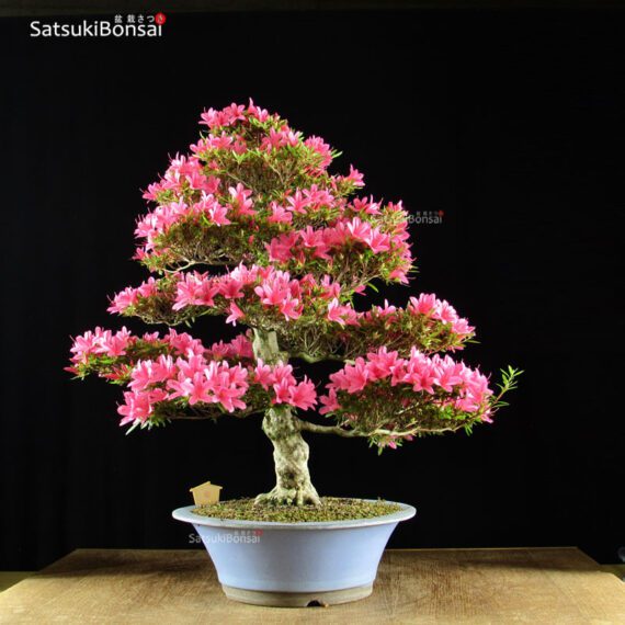 Azalea Satsuki Var. KORIN VENDUTO - immagine 3