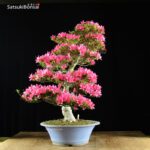 Azalea Satsuki Var. KORIN VENDUTO - immagine 2