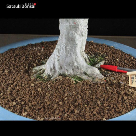 Azalea Satsuki Var. KORIN VENDUTO - immagine 8