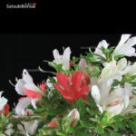 Azalea Satsuki Var. NANBANISHIKI VENDUTO - immagine 8