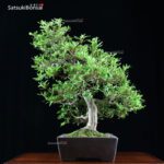 Azalea Satsuki Var. NANBANISHIKI VENDUTO - immagine 11