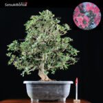 Azalea Satsuki Var. SAYO-NO-MAI  VENDUTO - immagine 7